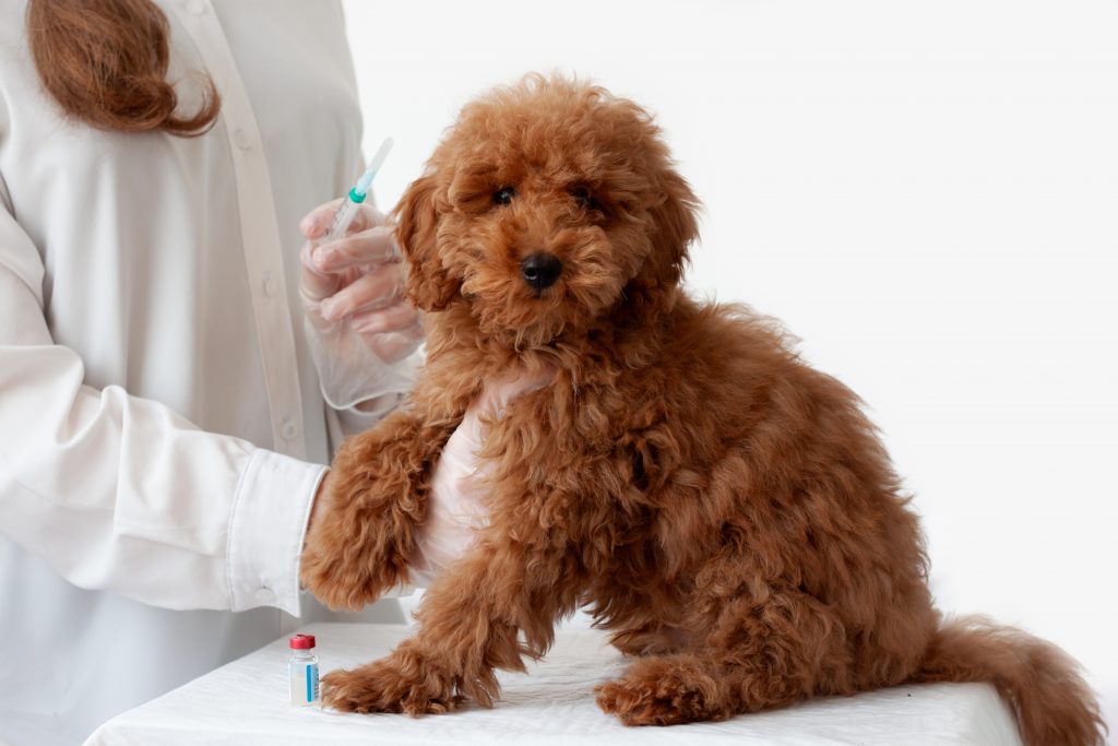 aconseja y responde dudas para captar clientes fieles para tu veterinaria