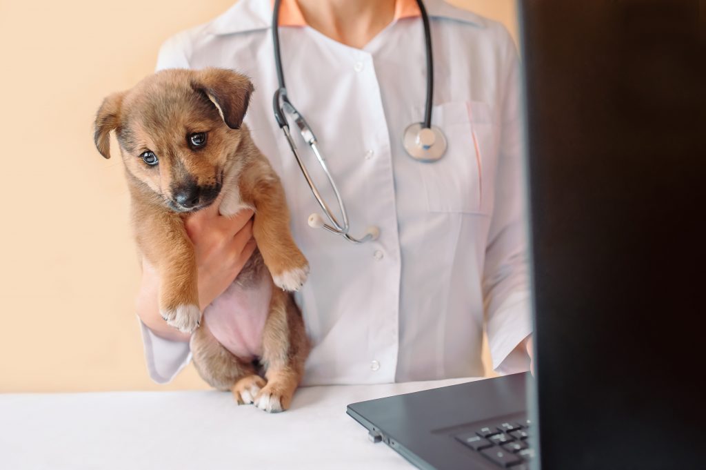 actualizar la web de tu clínica veterinaria es importante