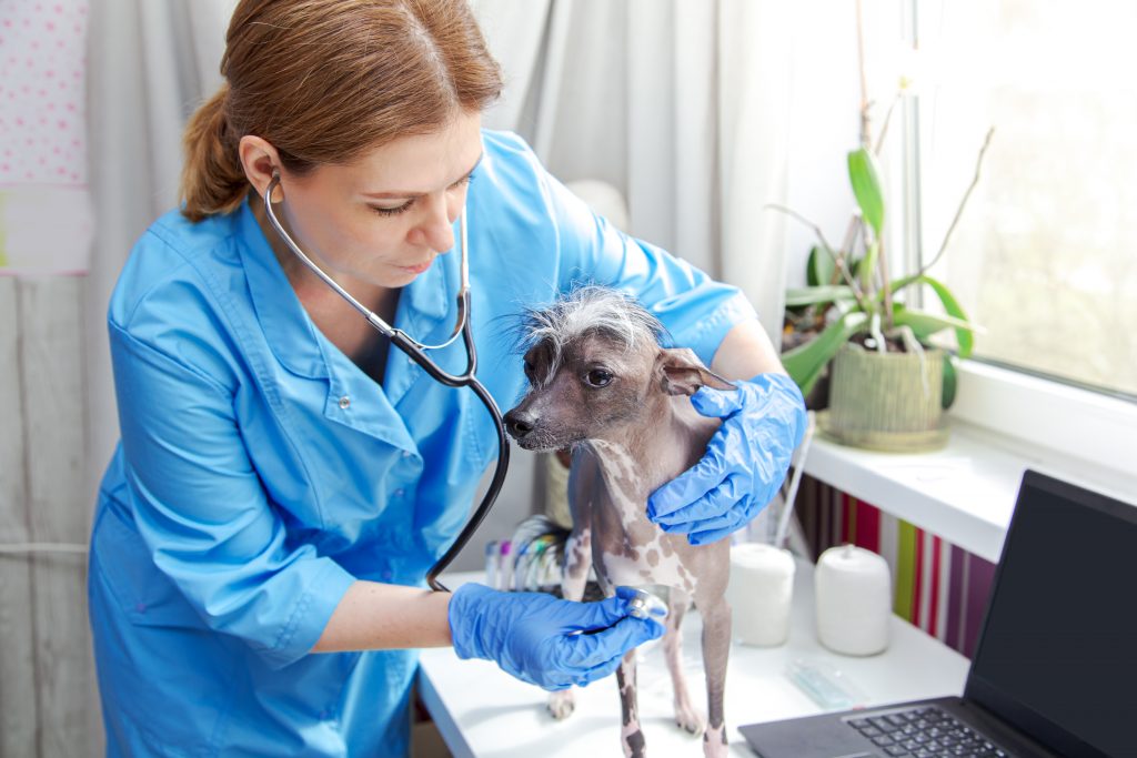 cómo atraer a clientes adecuados a centro veterinario