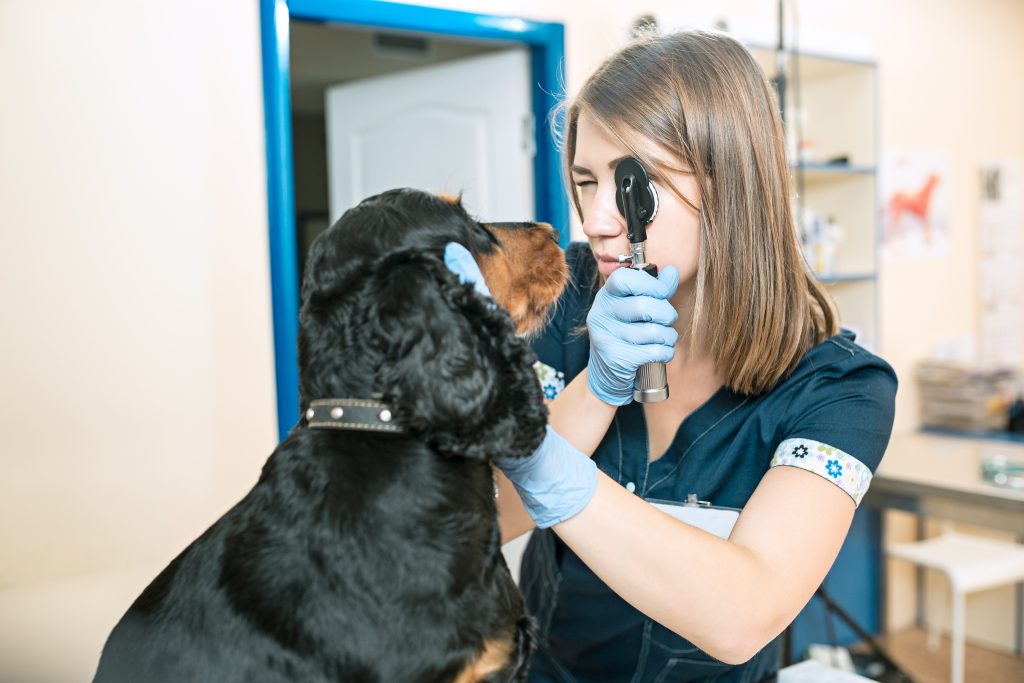 tips para lograr clientes fieles para tu clínica veterinaria