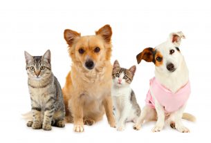 aprovecha fechas relevantes para atraer clientes a tu veterinaria