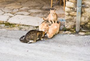 curso para la gestión de colonias felinas del ayuntamiento de madrid