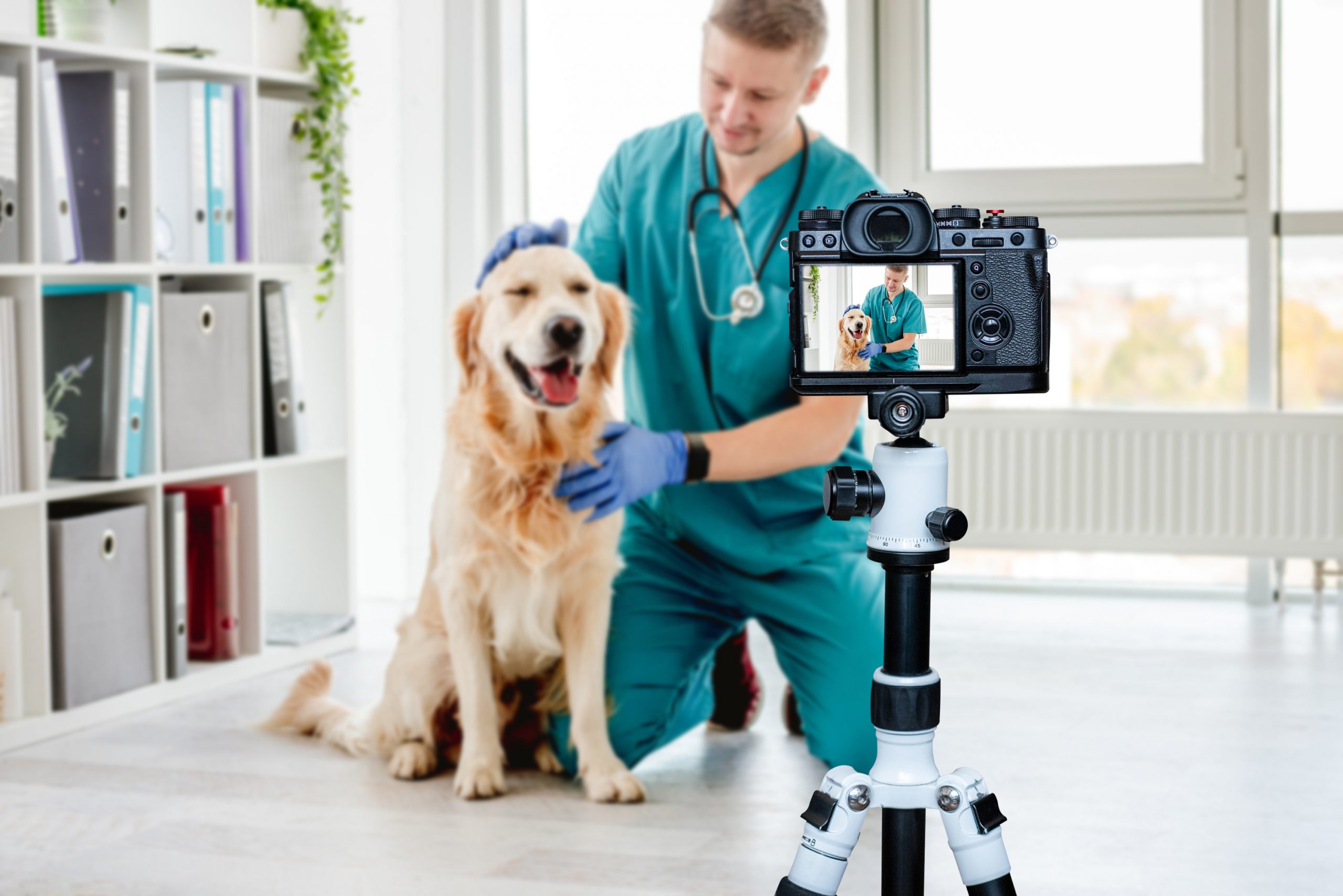 beneficios de las imágenes propias en la web veterinaria