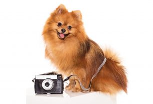 por que es importante la fotogalería en la web veterinaria