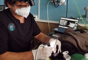 Cucurella odontología veterinaria