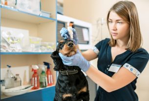El agotamiento en los veterinarios jóvenes, en aumento