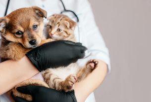 El papel de los veterinarios en la nueva Ley de Protección y Derechos de los Animales