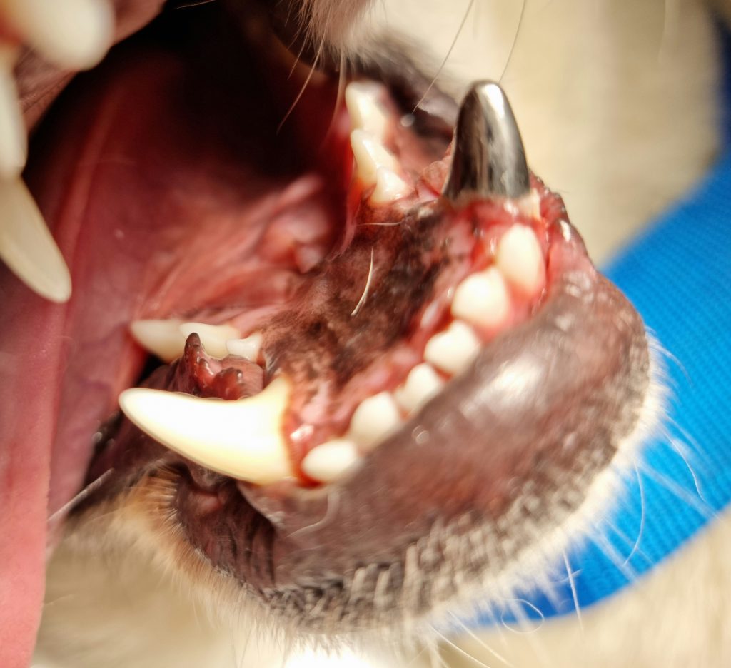 Servicios Cucurella odontología veterinaria