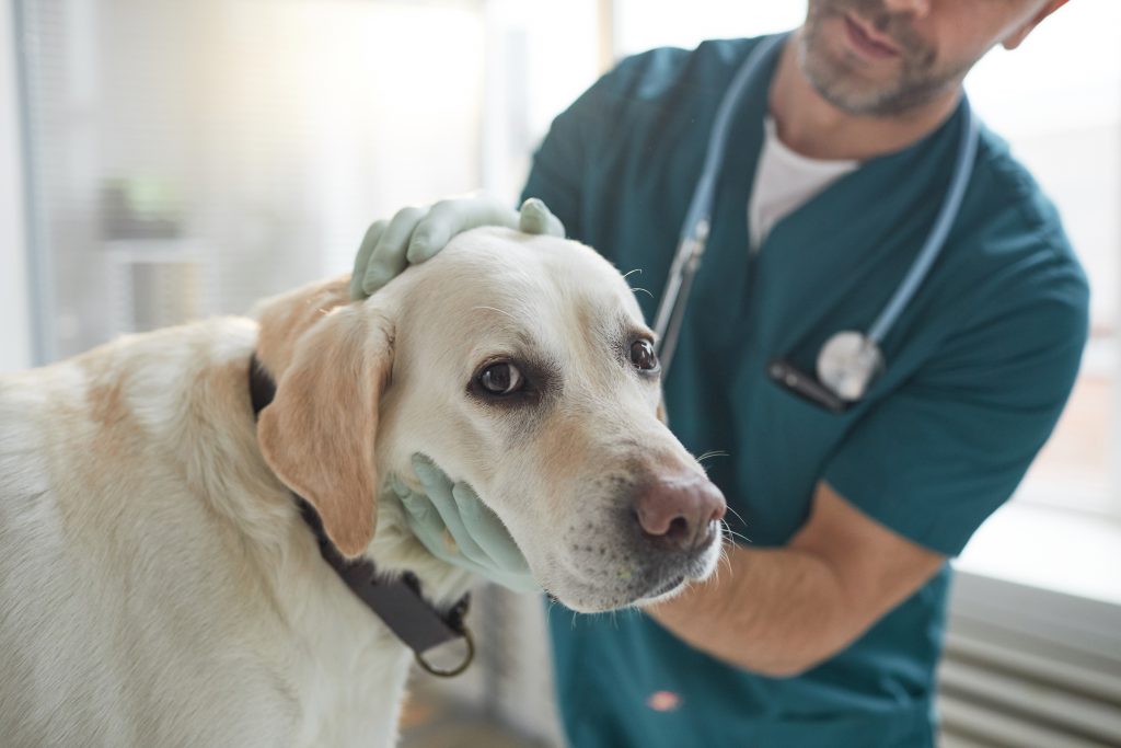 dar consejos en vídeos de Instagram de tu veterinaria es una buena posibilidad