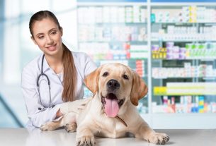 puntos clave de la comunicación en tu clínica veterinaria