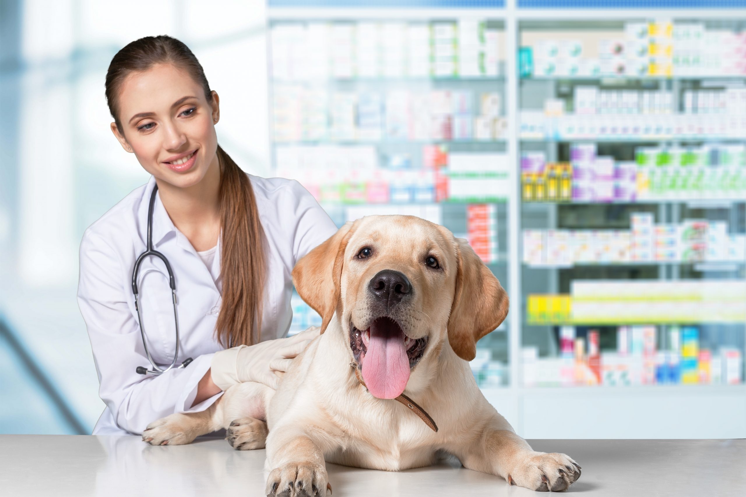 puntos clave de la comunicación en tu clínica veterinaria