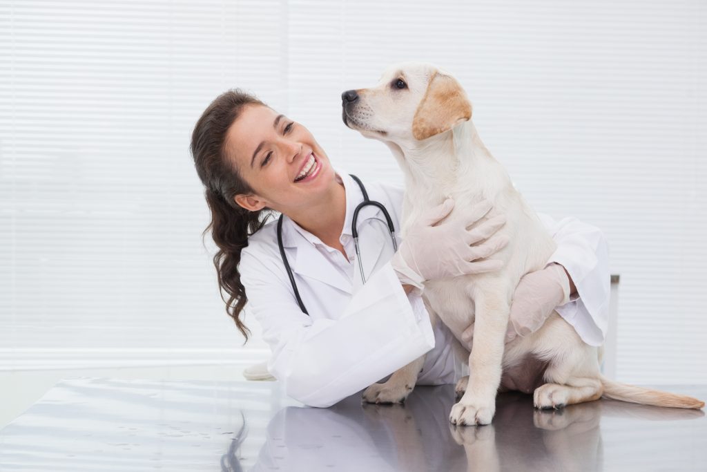 Consejos para obtener reseñas para tu negocio veterinario