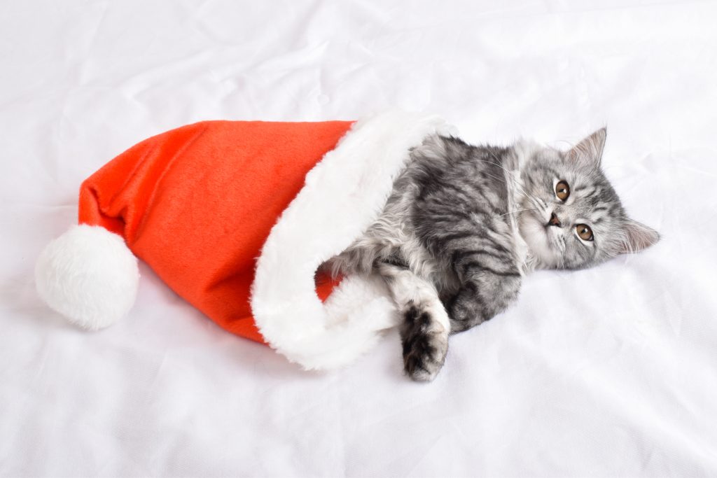 Consejos para tu clínica veterinaria estas navidades