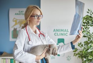 actualizar la identidad corporativa veterinaria
