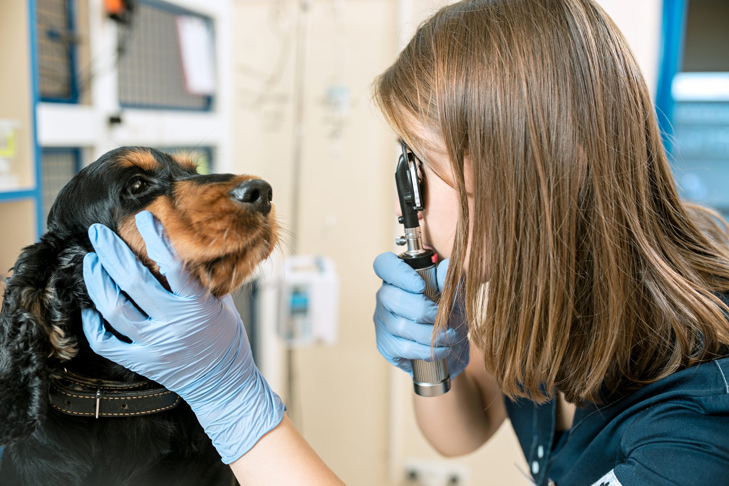 Qué creen los profesionales veterinarios que debería cambiar de su trabajo