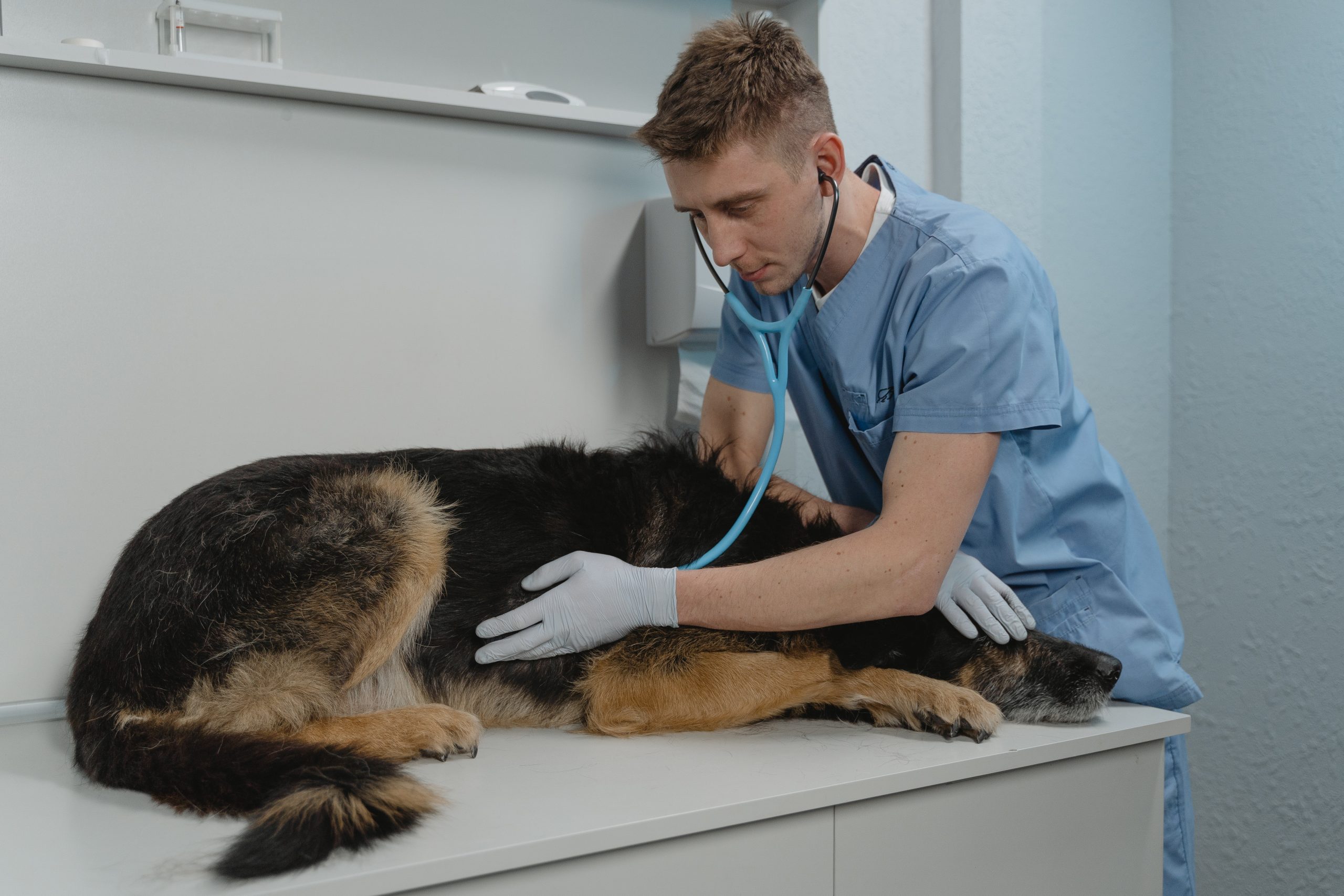 2021 cierra con un crecimiento de empleo veterinario prepandémico