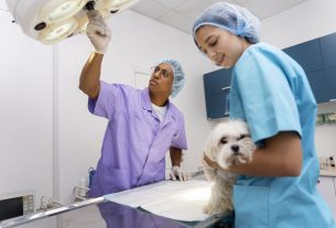 Cómo generar confianza con tu equipo veterinario