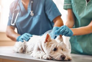 Plan Anual Normativo las nuevas normas del sector veterinario para 2022
