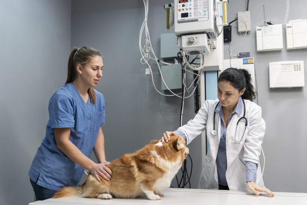 Tips para generar confianza con tu equipo veterinario