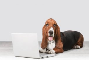 Página privada para empleados en la web veterinaria