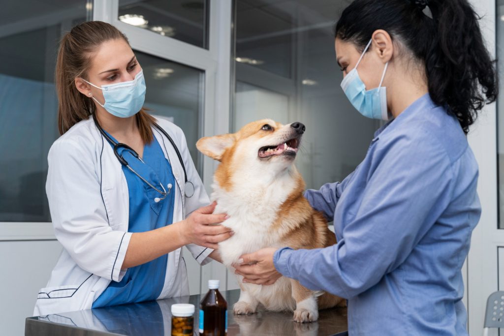 Estrategias para atraer clientes a vuestro centro veterinario
