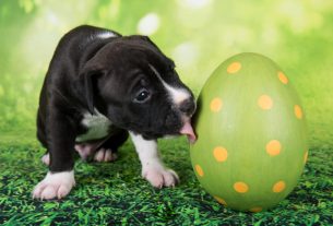 Veterinarios advierten del peligro de los huevos de Pascua para las mascotas
