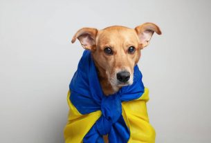 Veterinarios valencianos asumen el coste y control de las mascotas llegadas desde Ucrania