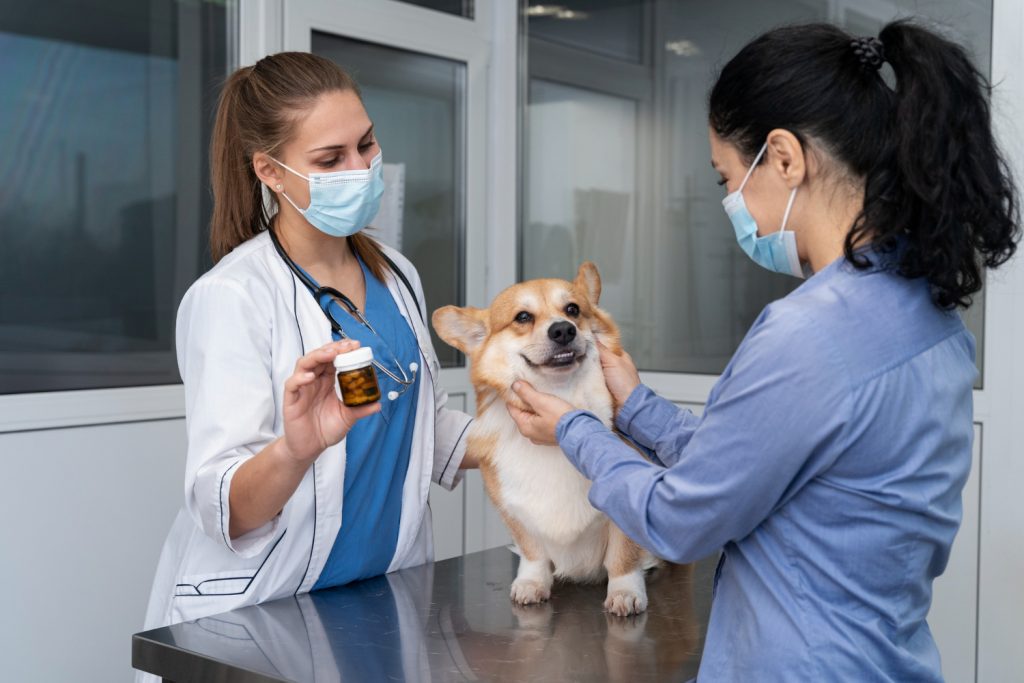 Qué es la calidad del servicio de atención al cliente en veterinaria