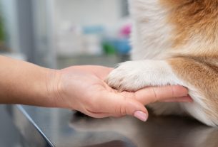 Dónde mostrar los testimonios de los clientes de tu negocio veterinario