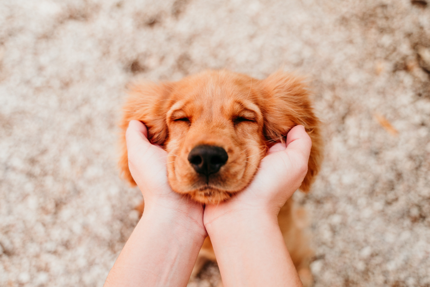 Pet Marketing, una estrategia para conectar emocionalmente con los consumidores