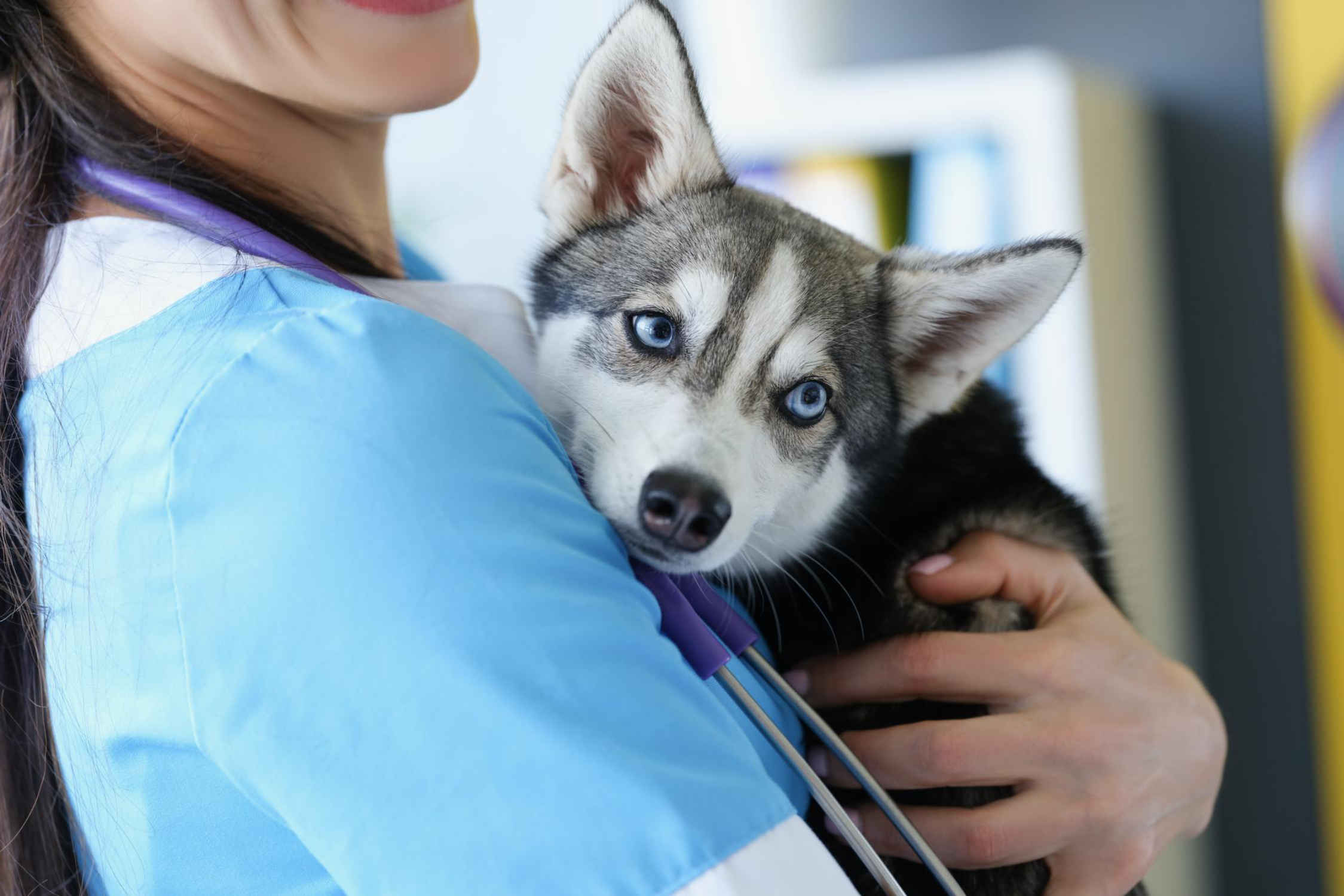 ¿Qué os hace felices a los profesionales veterinarios - Parte I