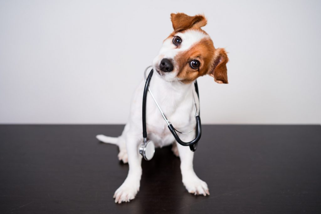 Factores a la hora de elegir el tono de las comunicaciones de tu veterinaria