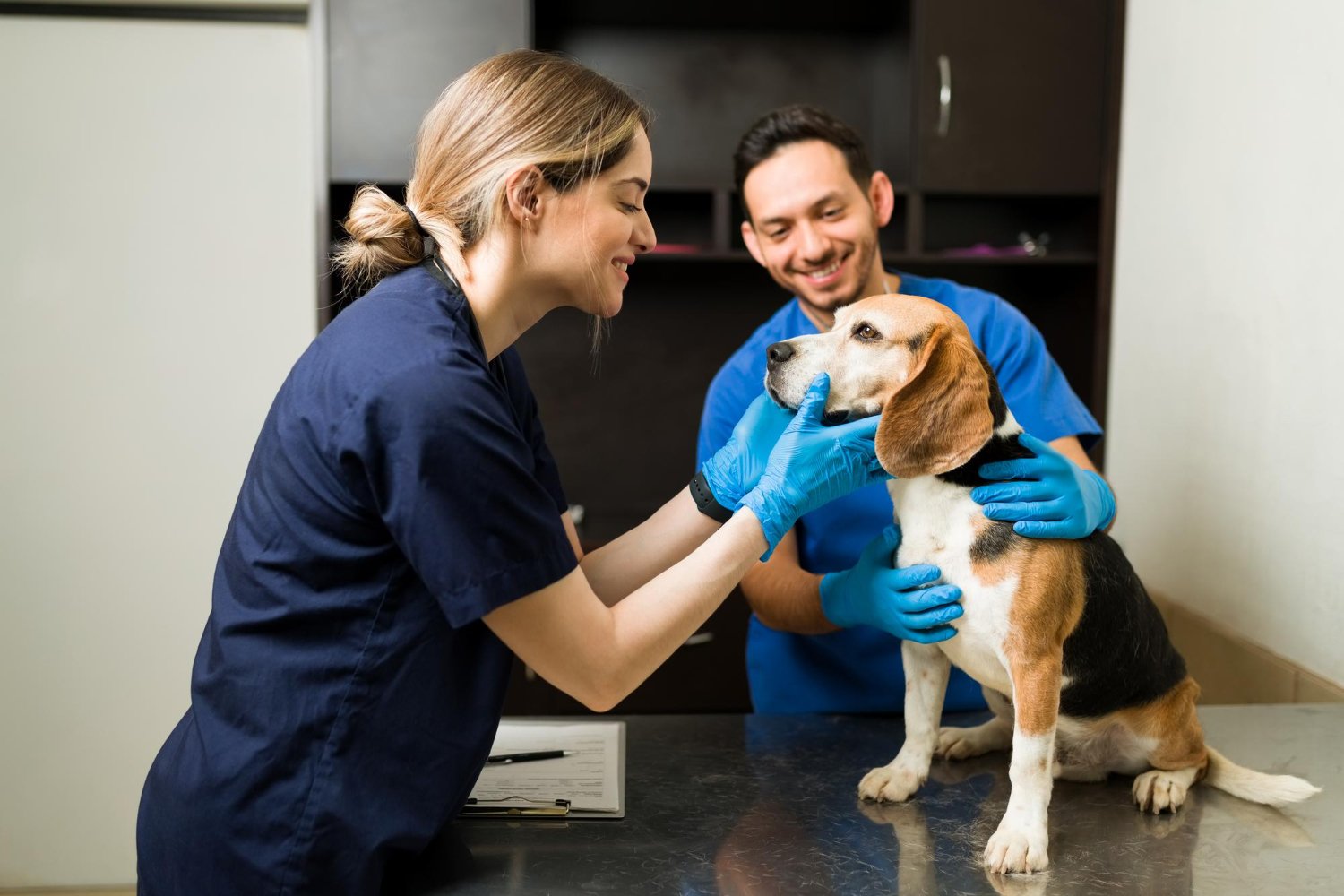 ¿qué Os Hace Felices A Los Profesionales Veterinarios Parte I