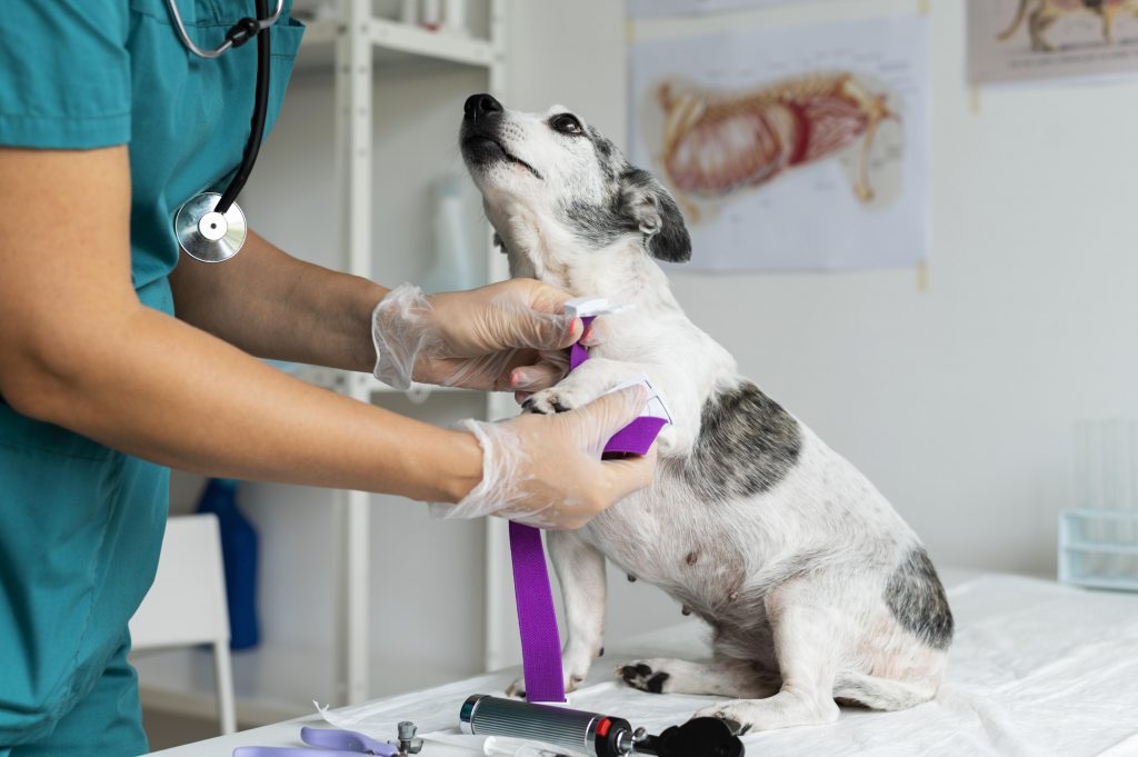 Motivos para no dejar de aceptar clientes en la clínica veterinaria