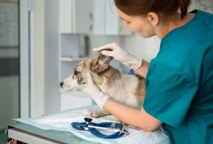 Consejos para usar los antiparasitarios en mascotas de manera responsable