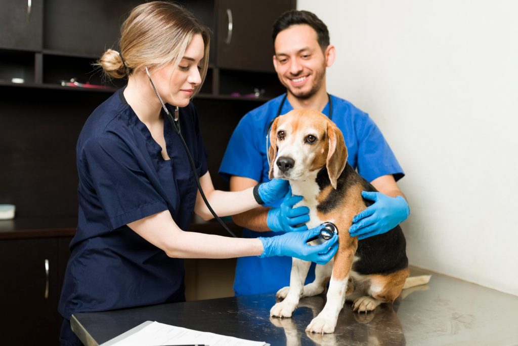Beneficios de incluir la inteligencia emocional en tu empresa veterinaria