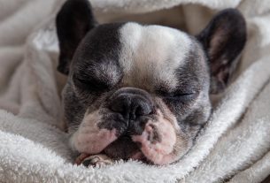 Un nuevo estudio evalúa las malformaciones congénitas de los perros braquicéfalos