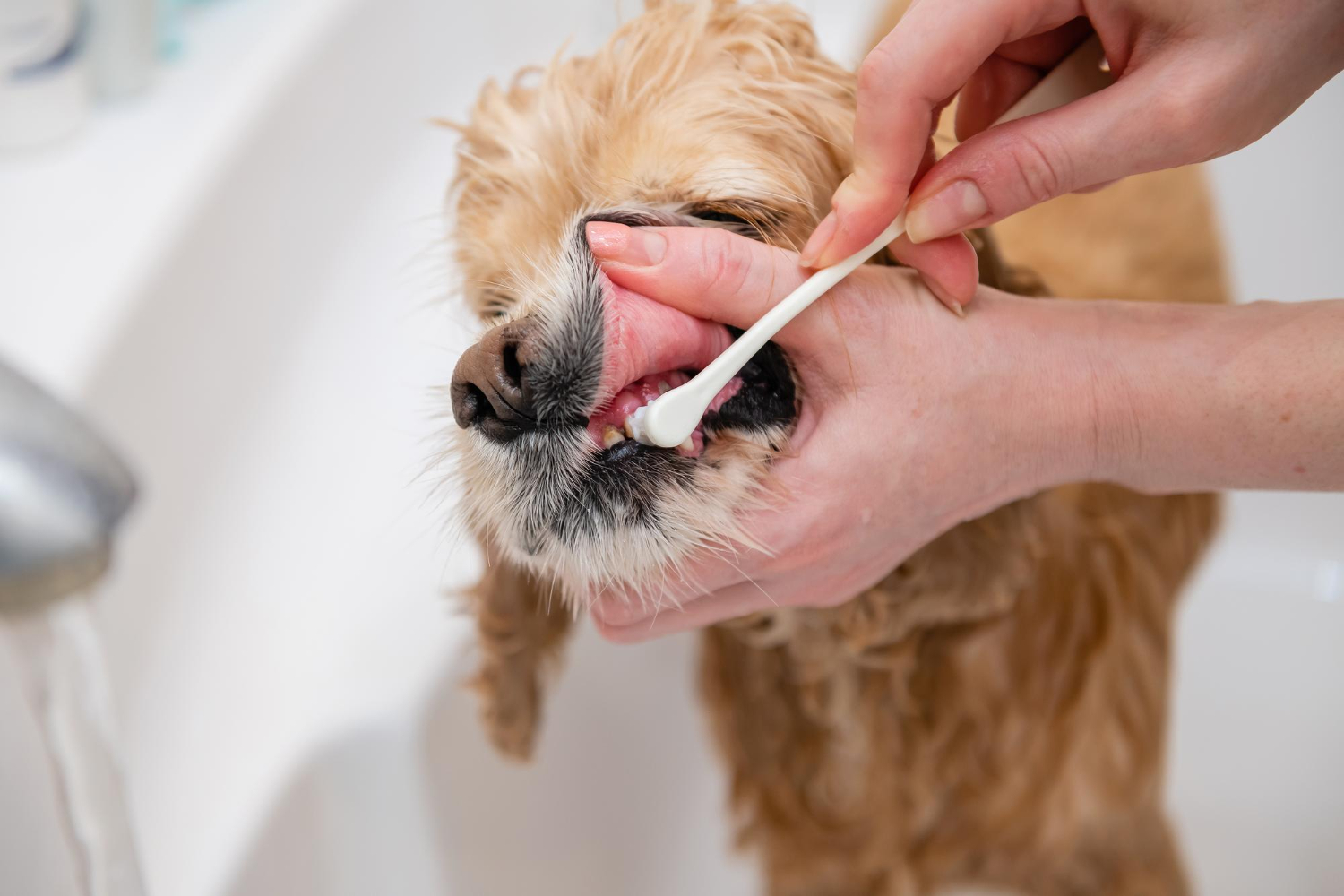 Di a tus clientes cómo introducir el cepillado de dientes en la rutina de su perro