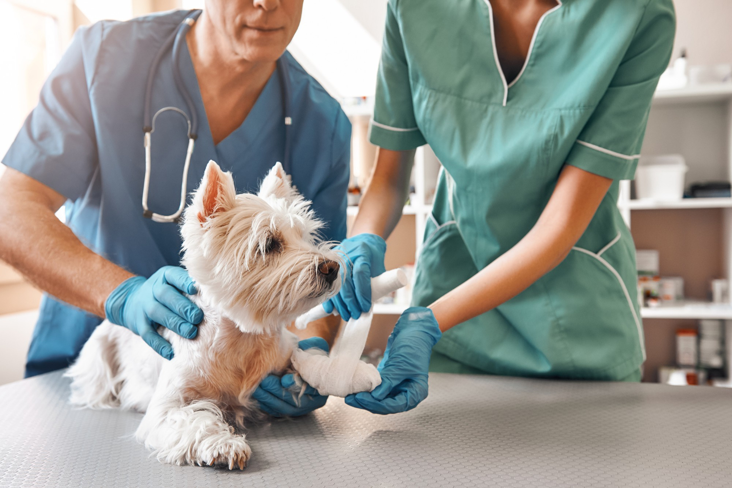 Certificado de auxiliar clínico de veterinaria: ¿cómo acreditarlo?