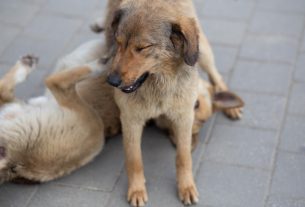 Nuevo caso de rabia canina en Melilla