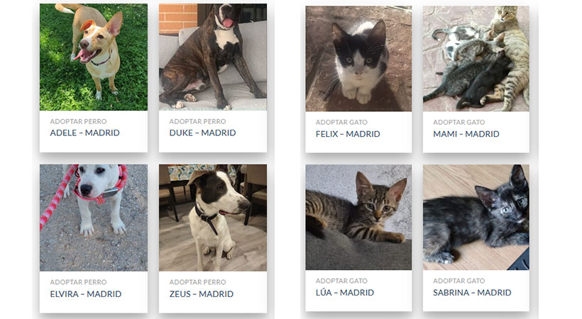Perros y gatos en adopción en Madrid