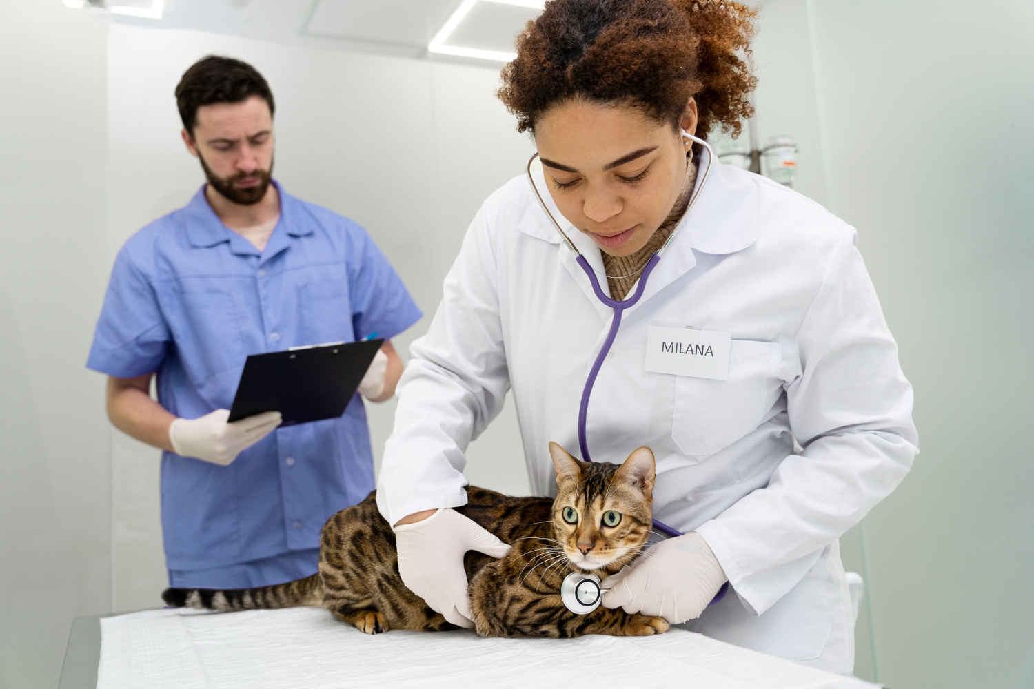 Presión en la práctica veterinaria: ¿positiva o negativa?