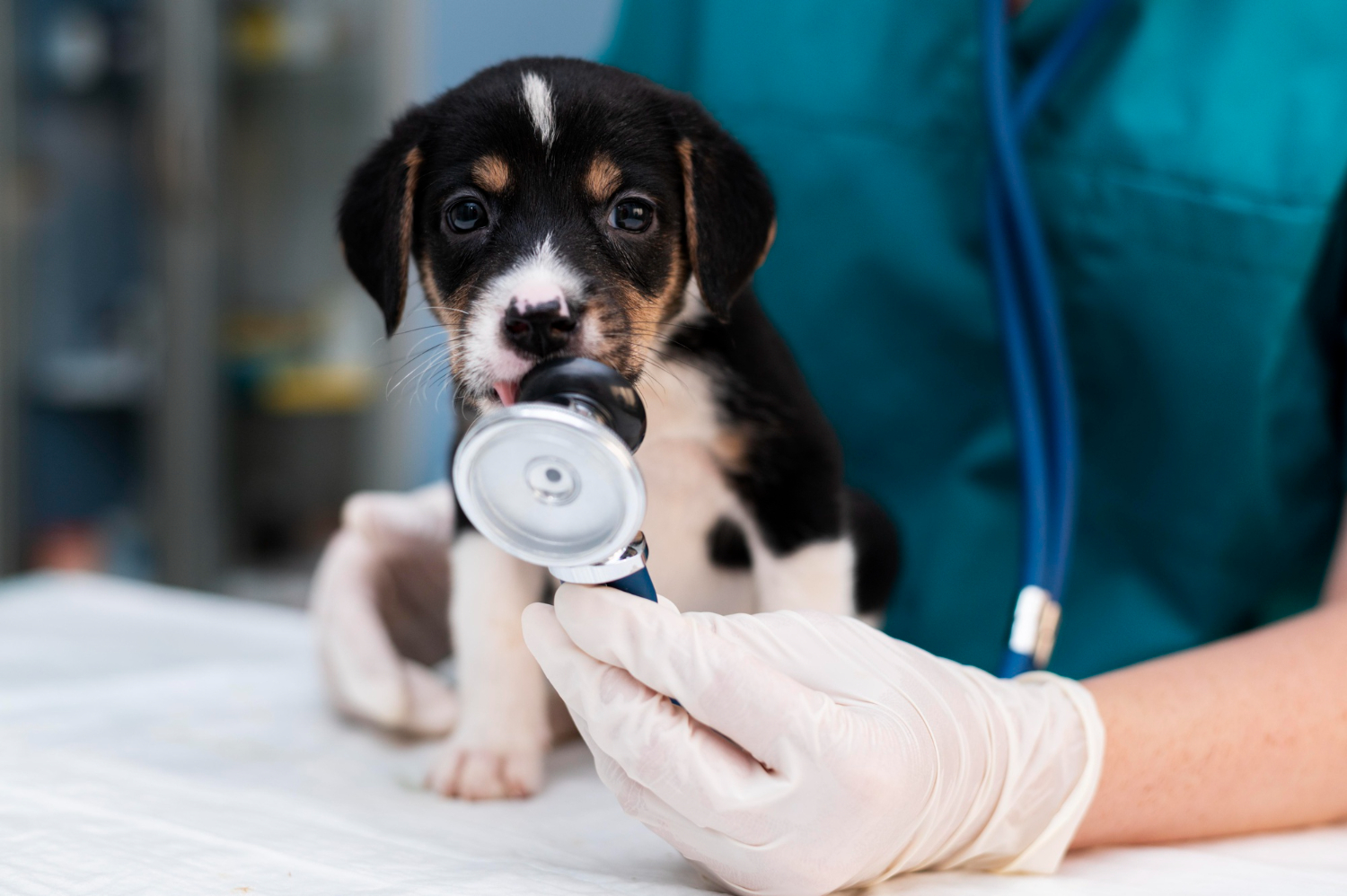 Ley de Bienestar Animal ¿favorece el intrusismo en veterinaria?