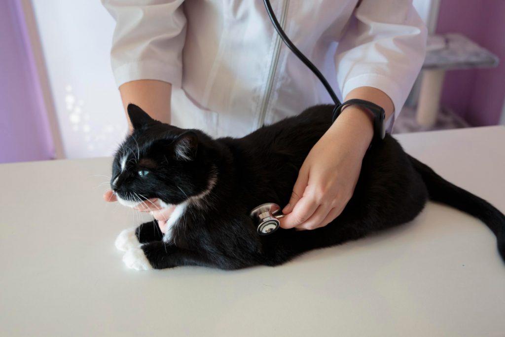 Consejos para tener una clínica "cat friendly"