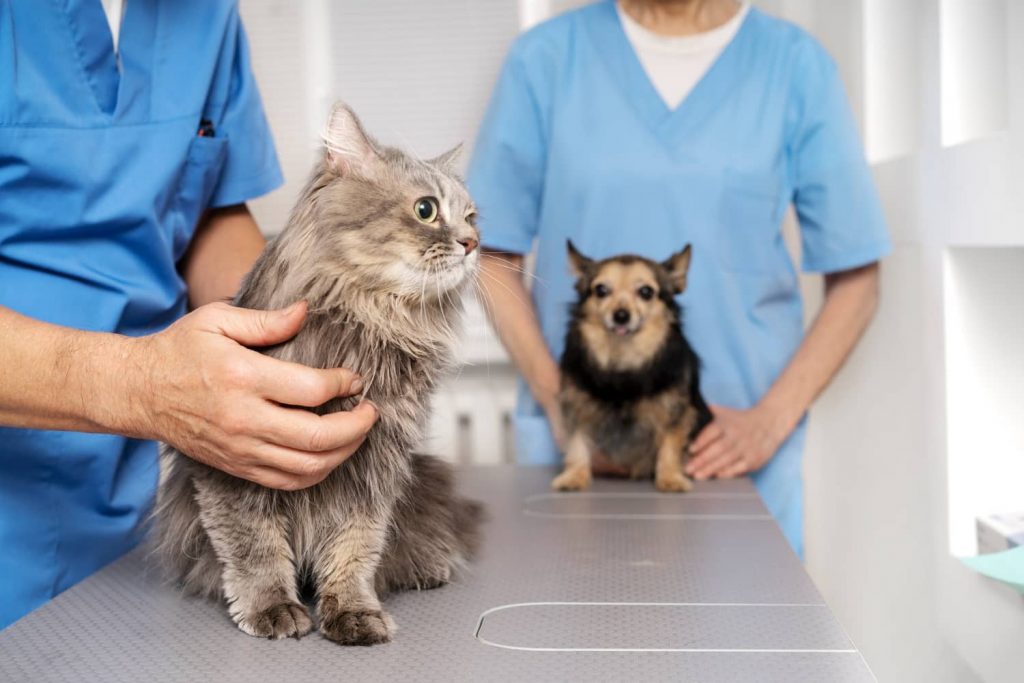 Conoce la importancia del feedback del cliente en medicina veterinaria