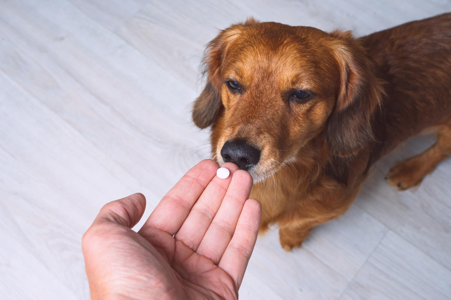Mal uso del omeprazol en las prescripciones veterinarias