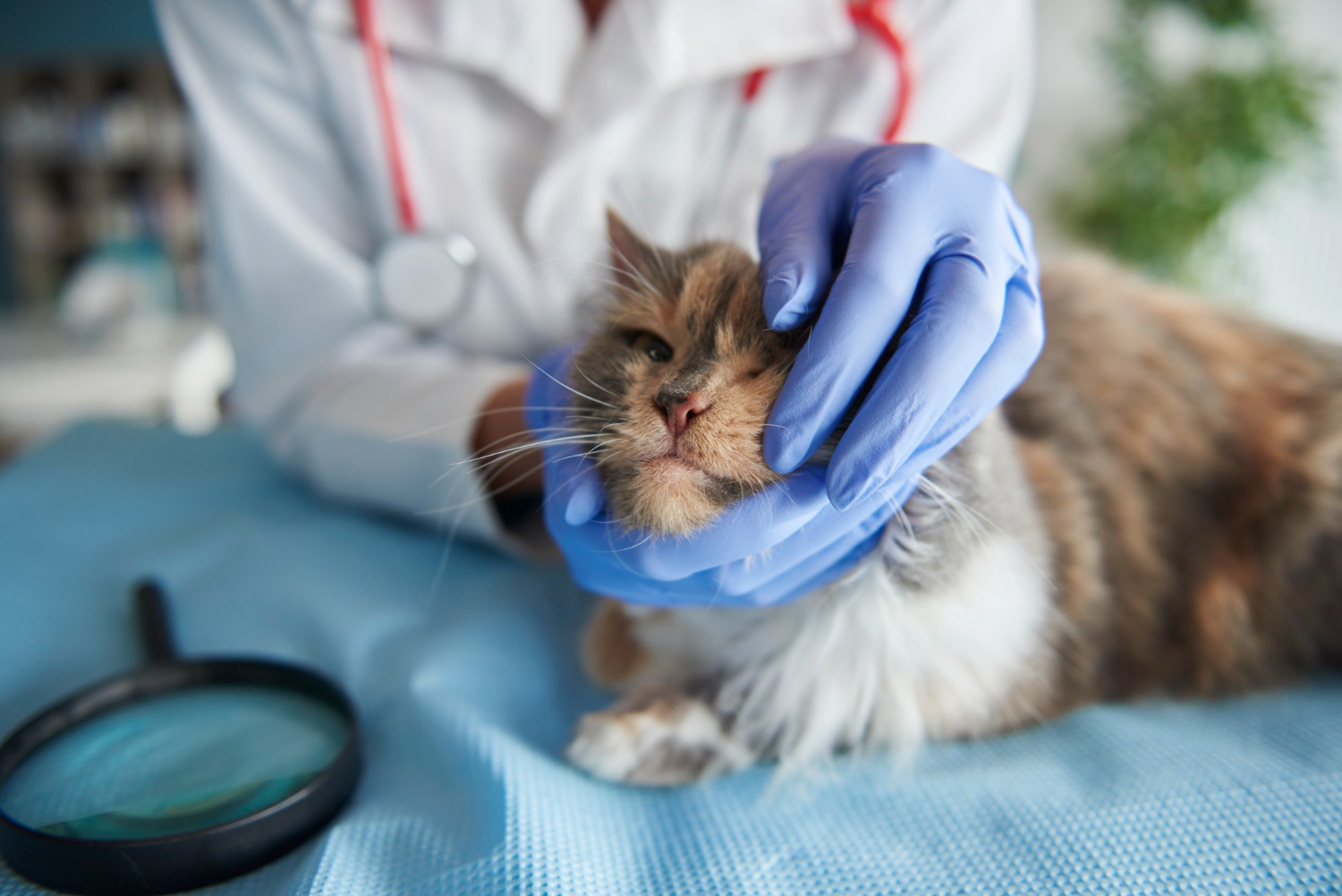 Tips para tener una clínica "cat friendly"