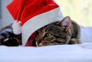 Cómo hacer llegar las recomendaciones navideñas veterinarias