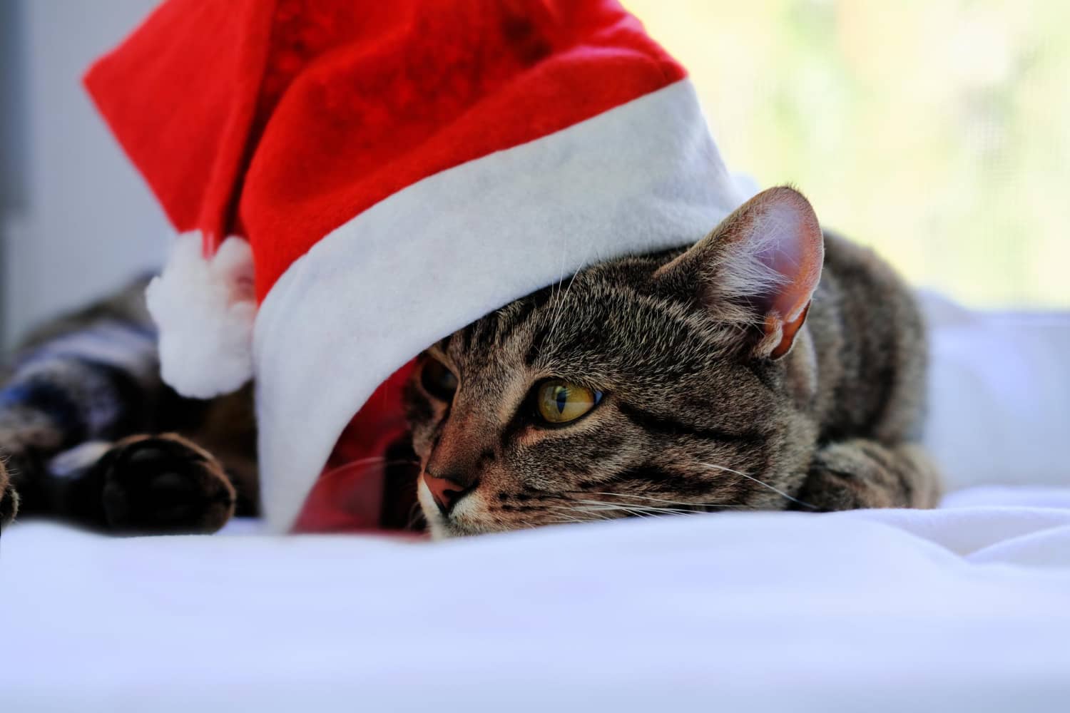 Cómo hacer llegar las recomendaciones navideñas veterinarias