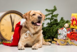 Detalles navideños para la imagen online de tu centro veterinario